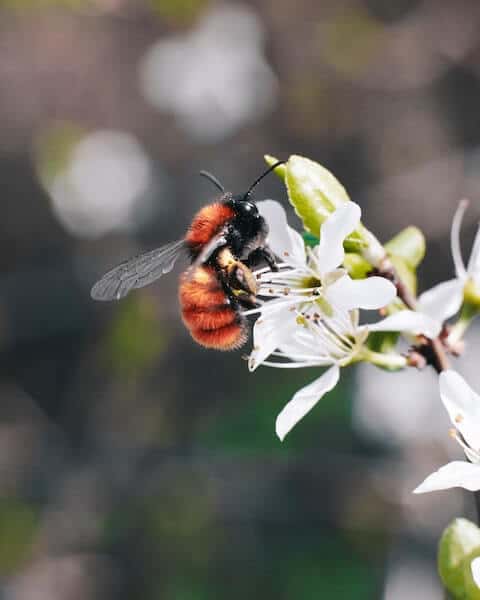 Manuka honey bee on a flower