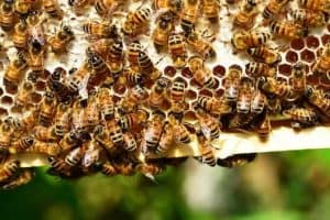 manuka honey bees