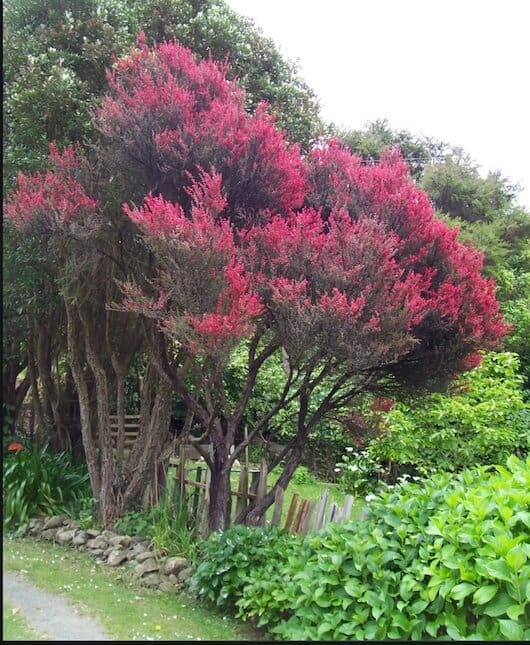 manuka tree in New Zealand