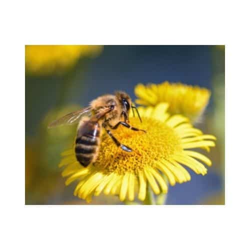 new zealand bees