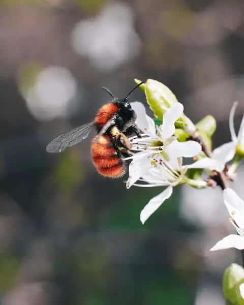 why is raw honey better