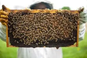 beekeepers