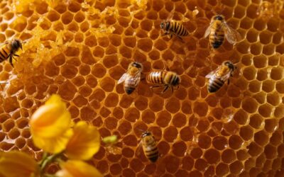 Is Honey Antibacterial – The Science Behind the Magic