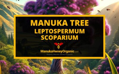 Manuka Tree – The Magic of Leptospermum Scoparium