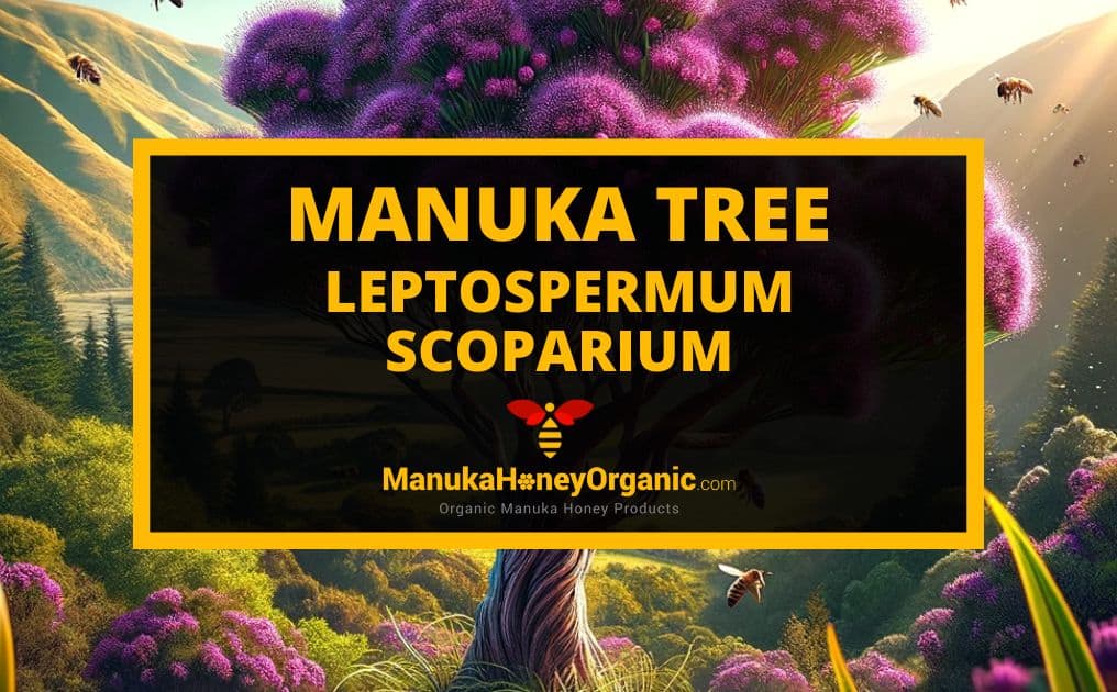 Manuka Tree - Leptospermum scoparium